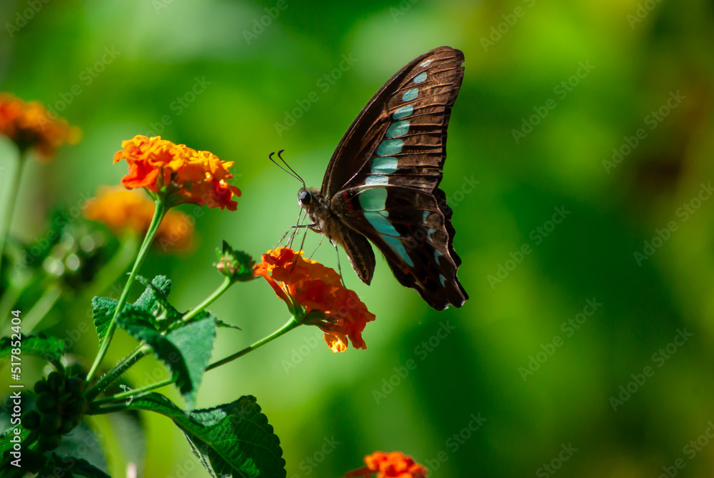 Obraz premium アオスジアゲハと花