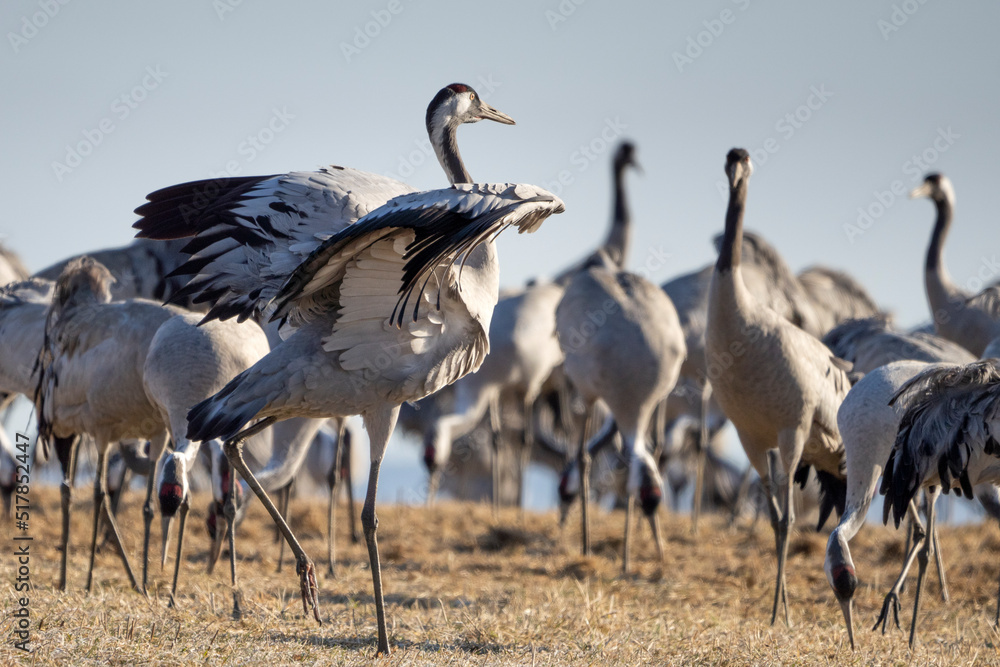 Obraz premium Common Crane, Grus grus, flying big bird in action jumping joyful playing and dancing near Lake Hornborga the nature habitat, Sweden.