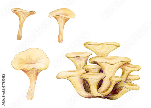 Oyster Mushrooms isolated on white background. Asian mushrooms set.