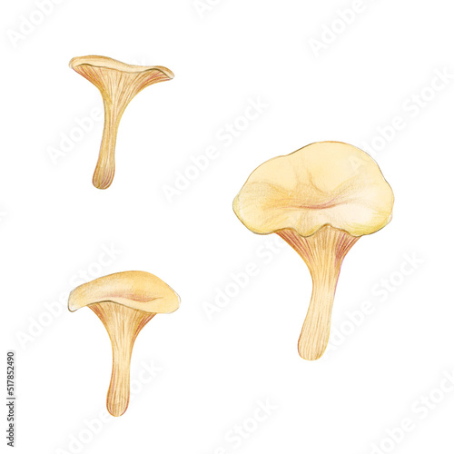 Oyster Mushrooms isolated on white background. Asian mushrooms set.