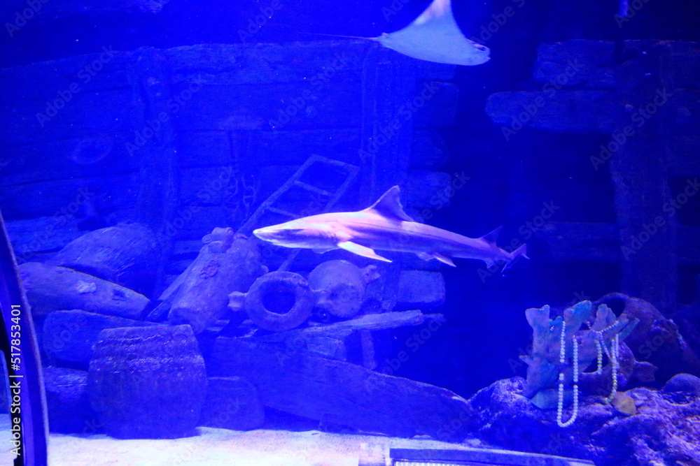 Naklejka premium shark at Antalya aquarium in turkey
