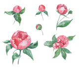 Watercolor illustration of peonies flowers