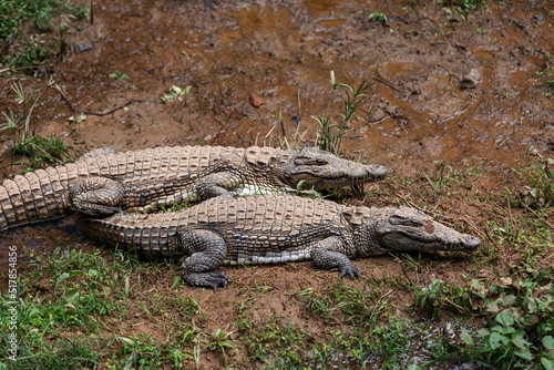 Crocodiles in Vakona Reserve, Andasibe. Madagascar