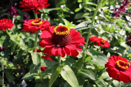 group of red zinnia flowers