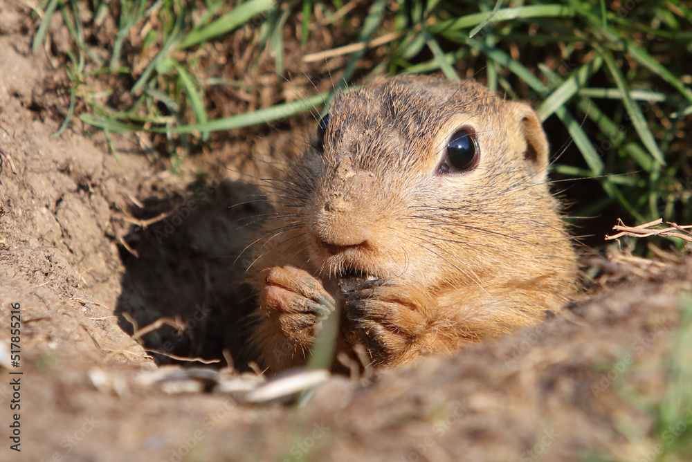 Ground squirrel Spermophilus citellus European, curious in the grass Ground squirrel Spermophilus citellus European, curious in the grass