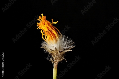 the yellow flower withered and became a dandelion on a black background