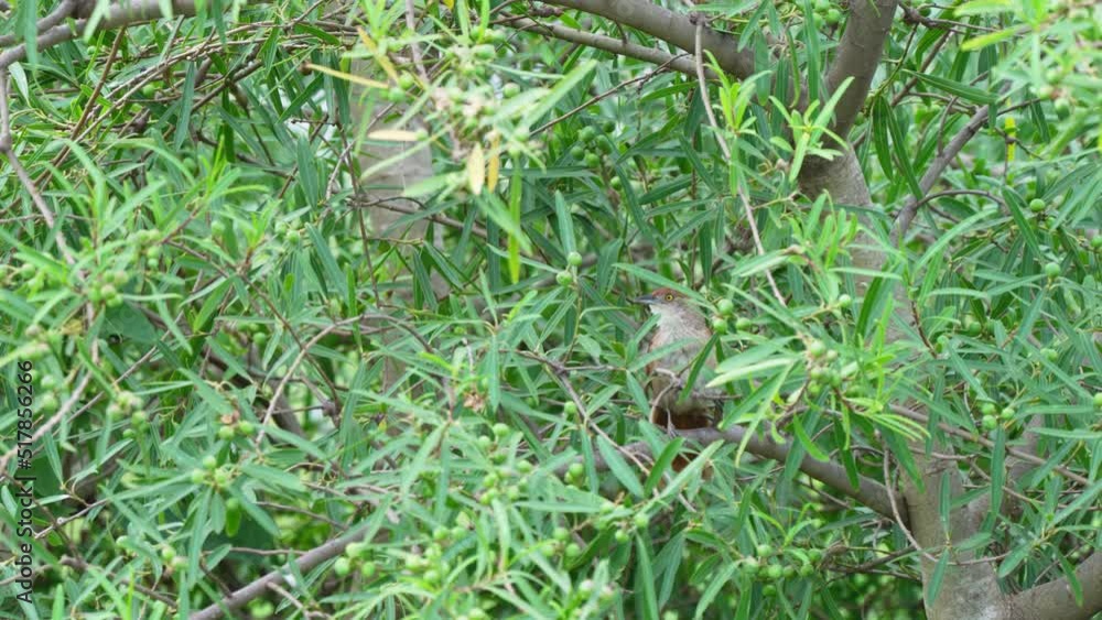 Ovenbird, freckle-breasted thornbird, phacellodomus striaticollis perching on a branch at Ibera Wetlands Ovenbird, freckle-breasted thornbird, phacellodomus striaticollis perching on a branch at Ibera Wetlands