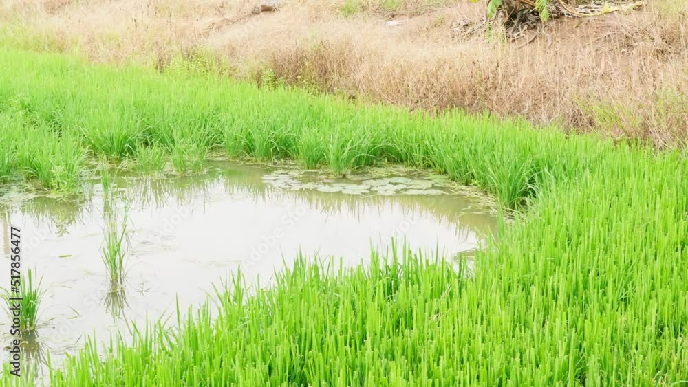 The beautiful rice plants in a gorgeous paddy field on organic farms at sunset time. slow motion. The beautiful rice plants in a gorgeous paddy field on organic farms at sunset time. slow motion.