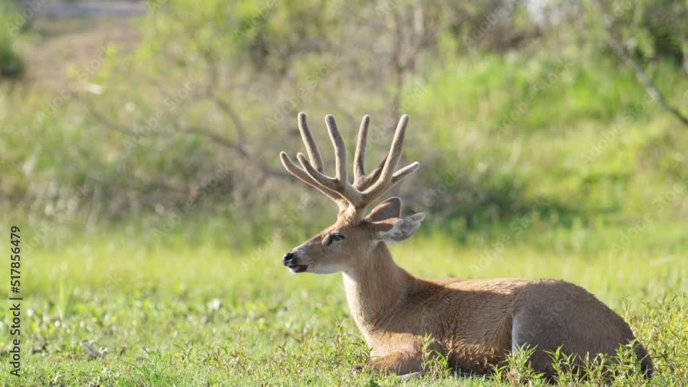 Marsh deer, blastocerus dichotomus gracefully resting on the ground by the river full of vegetations, napping under the sun, occasionally flapping its ears to deter flies at Ibera wetlands.