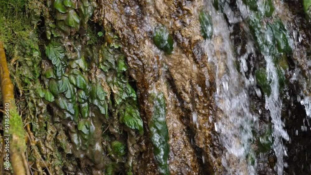 Harmful algae infested on wild conserved waterfalls Harmful algae infested on wild conserved waterfalls