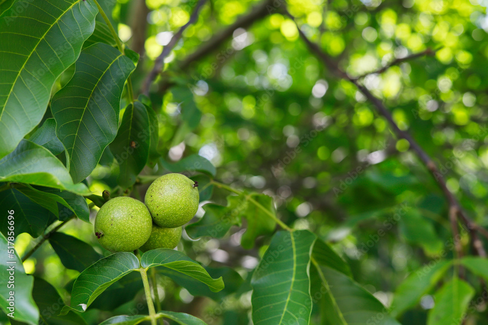 Unripe walnuts growing on a tree in the garden.