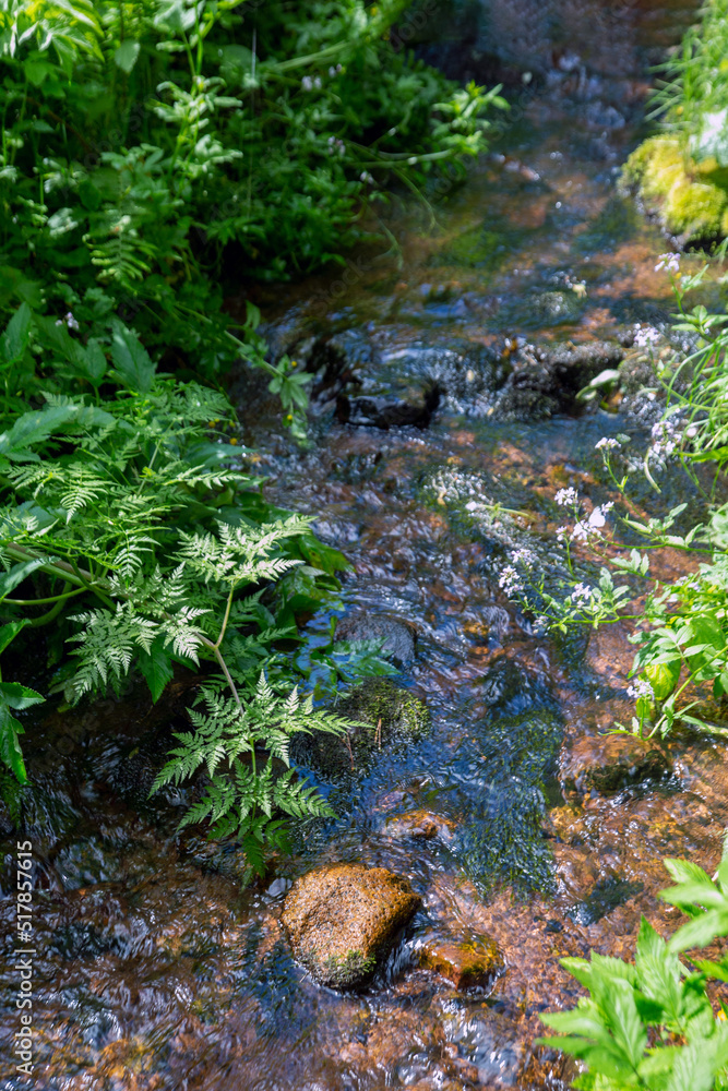 Small stream in the forest among green thickets Small stream in the forest among green thickets