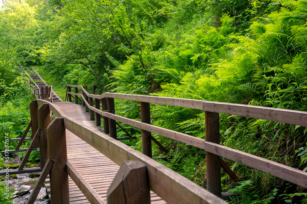 Wooden path with railings in a lush green forest. Walk outdoors.