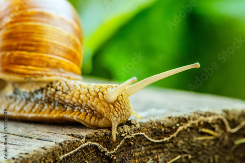 Grape snail crawls on a wooden table