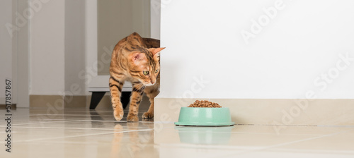 Fotografie, Obraz Bengal cat peeks around the corner, looks at a bowl of food, against the background of the room