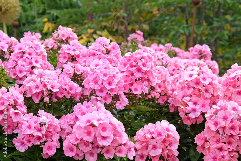 Phlox Light Pink Flame in flower