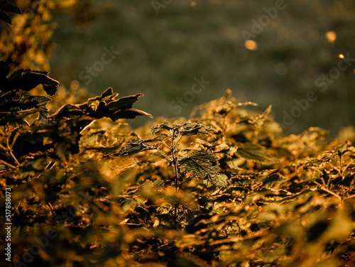 orties golden hour © Ayo