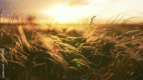 Close-up wheat spikelets on field on beautiful nature sunset andscape on sun rays . Grown rich harvest . Areas of agricultural plant production. Healthy food. Summer season and warm weather on rural.