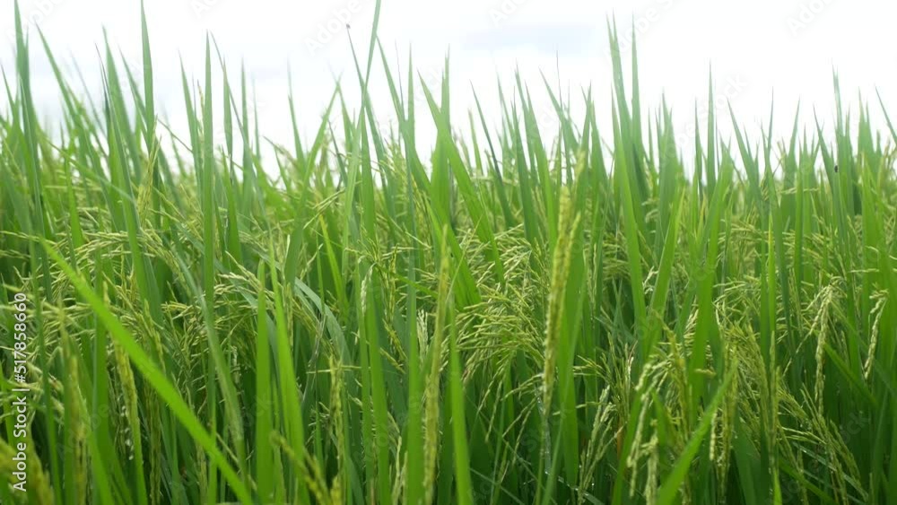 green grass isolated on white green grass isolated on white