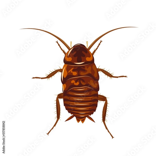 Vector illustration, female cockroach isolated on white background.