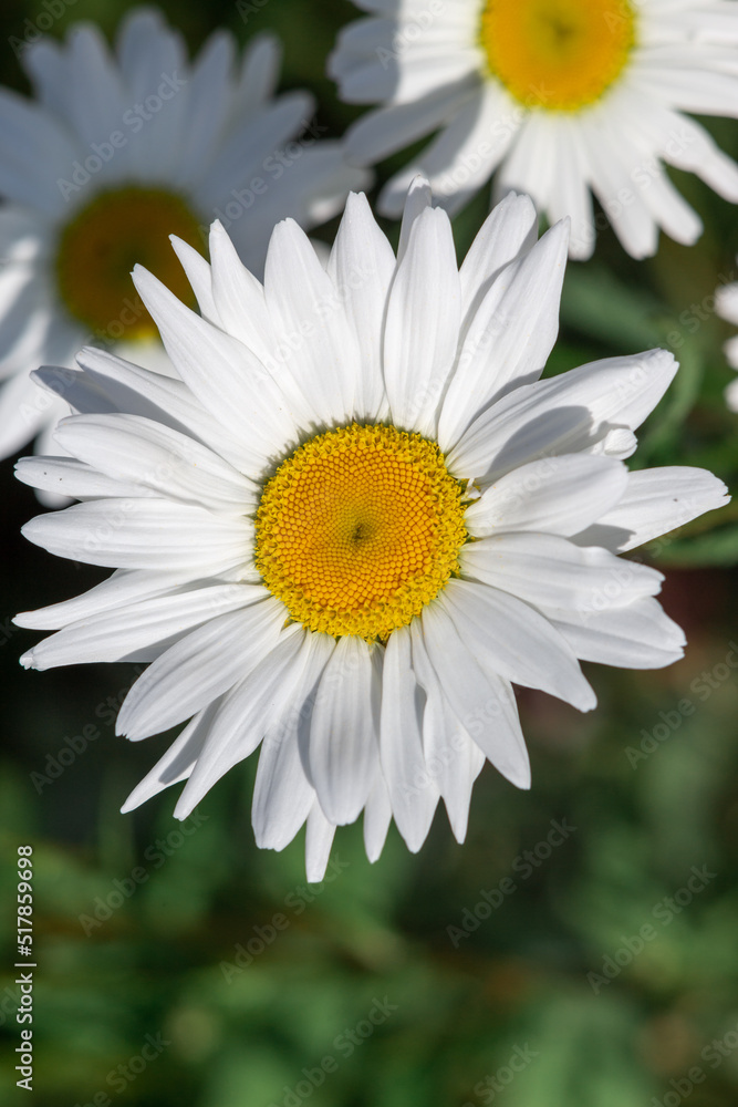 Fototapeta premium Beautiful white chamomile alone on a green background