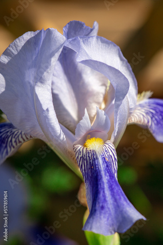 Fototapeta Naklejka Na Ścianę i Meble -  Bud of blue iris with petals macro photography