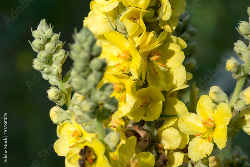 Verbascum thapsus,  great mullein yellow flowers closeup selective focus photo