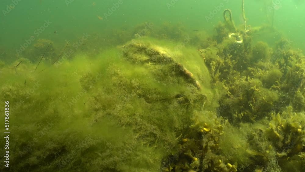 Abandoned bow net left in the bottom that can cause damages to marine life. Baltic Sea. Abandoned bow net left in the bottom that can cause damages to marine life. Baltic Sea.