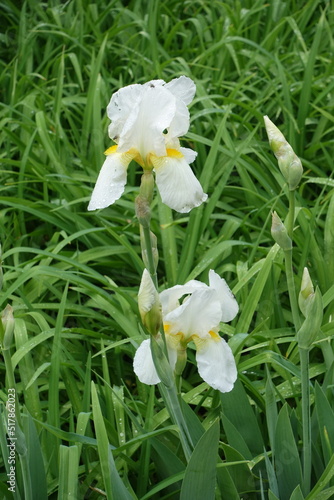 Fototapeta Naklejka Na Ścianę i Meble -  2 white flowers and buds of Iris germanica in May