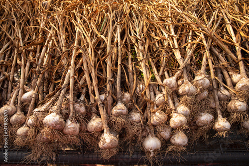 Heaps of harvested garlic dries on screens on organic vegetable farm