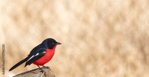 Beautiful  Crimson-breasted shrike (Laniarius atrococcineus) photo