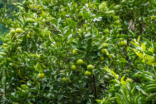 Lush citrus tree with fruits
