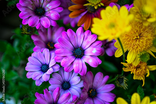 Large Cluster of Lilac Purple African Daisies Framed by Bright Yellow Flowers and Fine Green Leaves