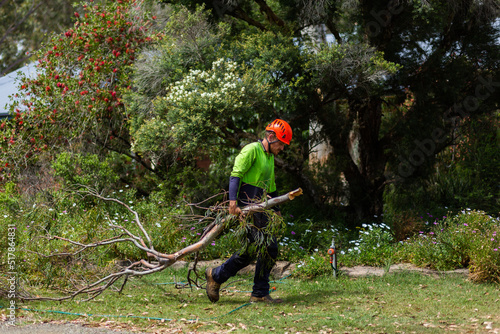 Worker dragging tree branch through garden to be turned to mulch photo