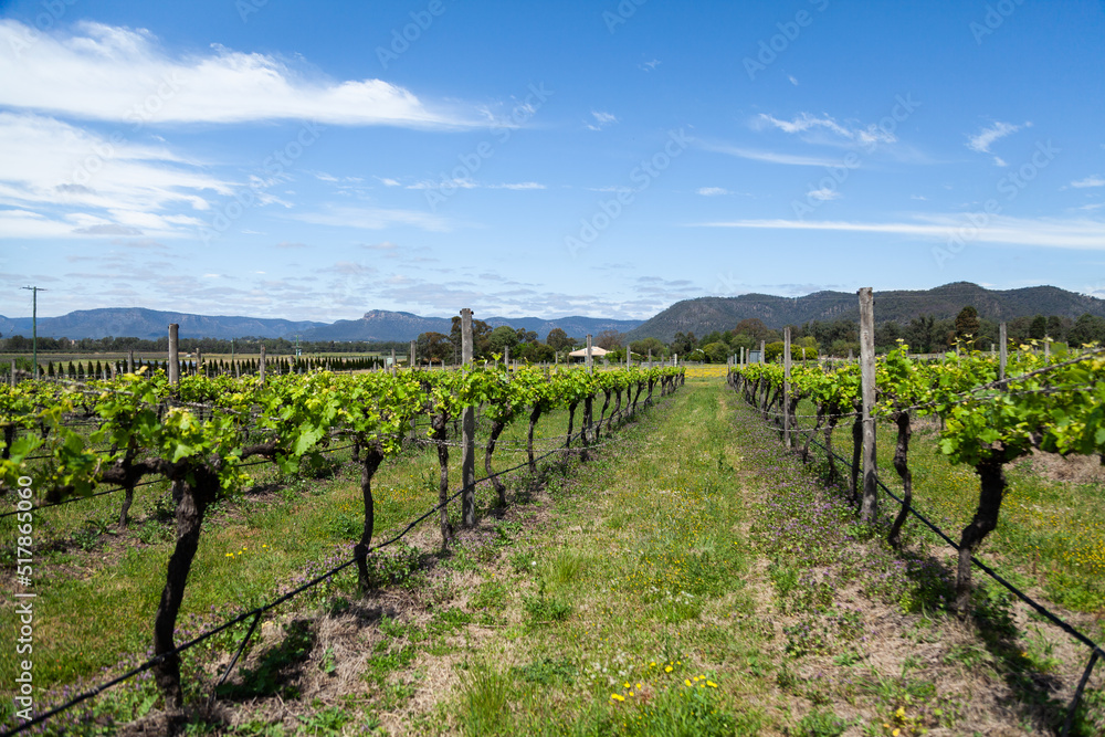 Grapevines in rows with new spring growth sprouting in vineyard in Pokolbin Hunter Valley Grapevines in rows with new spring growth sprouting in vineyard in Pokolbin Hunter Valley