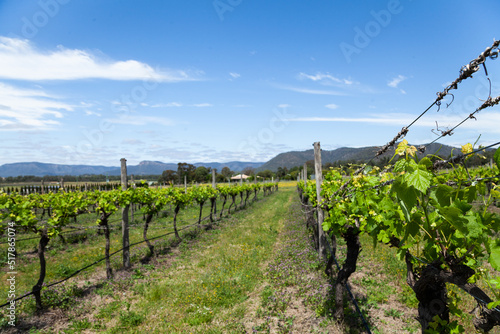 Grapevines in rows with new spring growth sprouting in vineyard in Pokolbin Hunter Valley