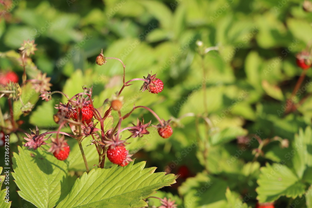 Wild strawberry bush in forest. Red strawberries berry and white flowers in wild meadow, close up Wild strawberry bush in forest. Red strawberries berry and white flowers in wild meadow, close up