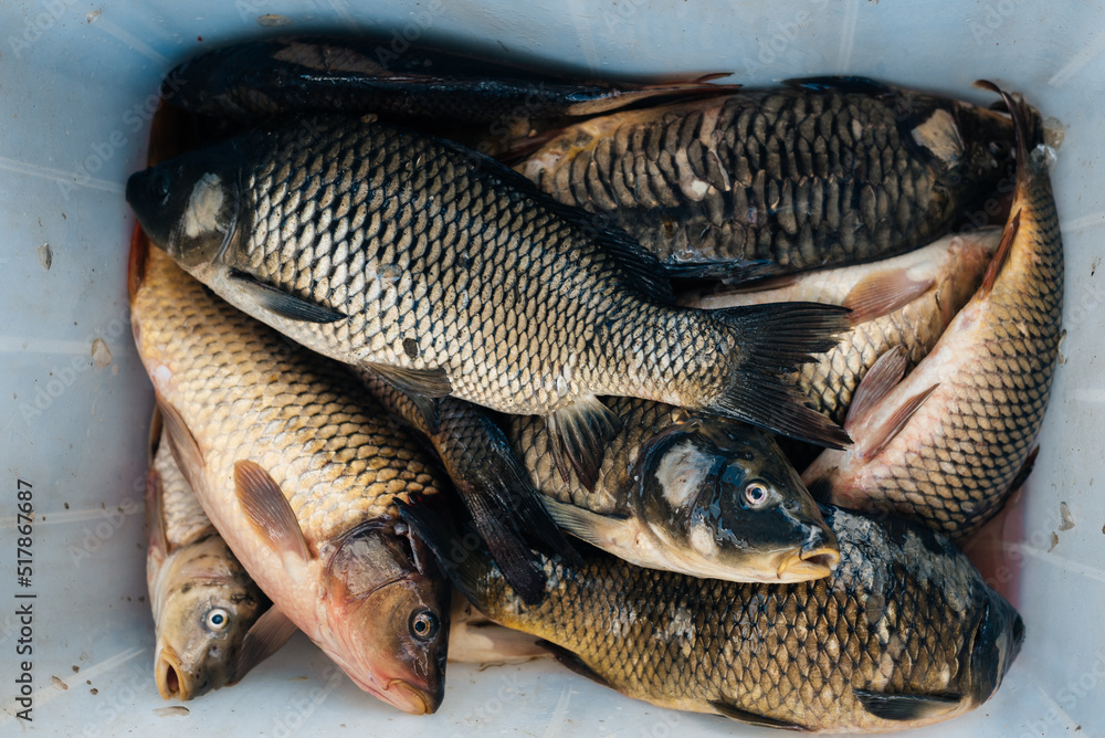 Fresh rohu carp fish arranged in rows for sale Fresh rohu carp fish arranged in rows for sale