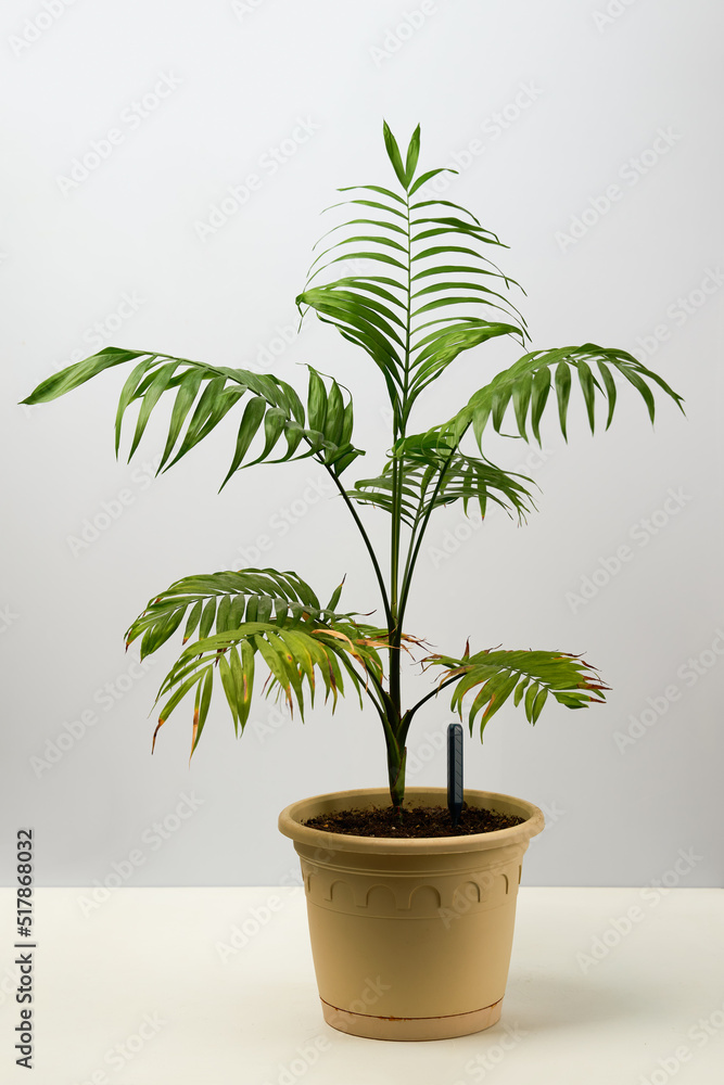 Green house plant hamedorea in a pot. Green house plant hamedorea in a pot.