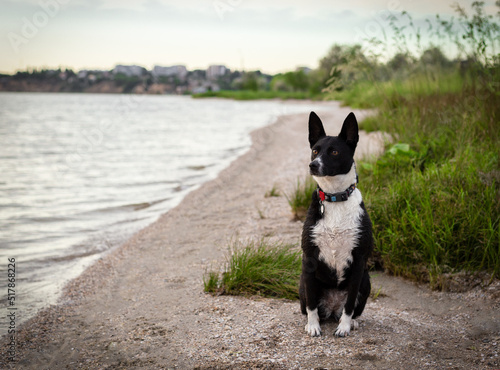 beautiful black and white dog on the picturesque river bank at sunset.