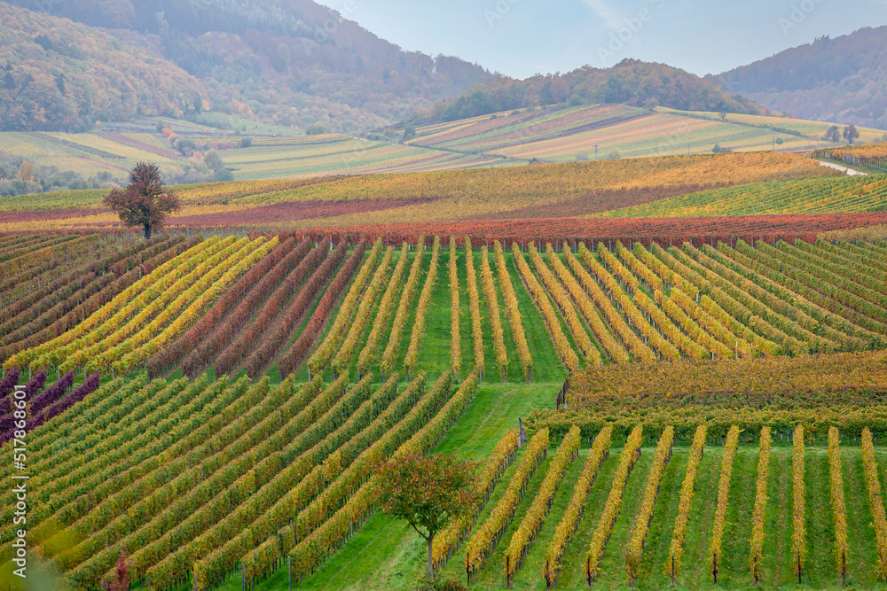 Bunte Weinberge, Weinfelder im Herbst, Südpfalz, Pfalz