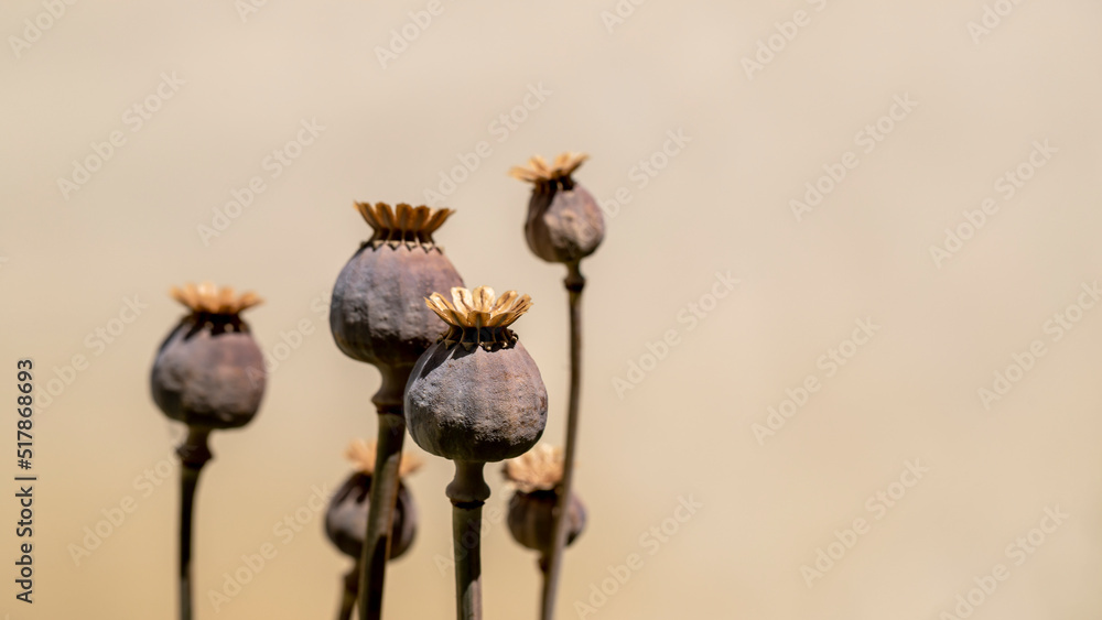 Dry opium poppy on black background. - obrazy, fototapety, plakaty 