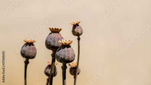 Dry opium poppy on black background. photo