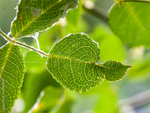 close up of a leaf