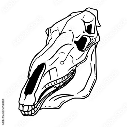 Hand drawn horse skull on white background. Ink linear vector occult illustration. Horse cranium. Occultism, esoteric, spirituality. Tatoo. Vintage