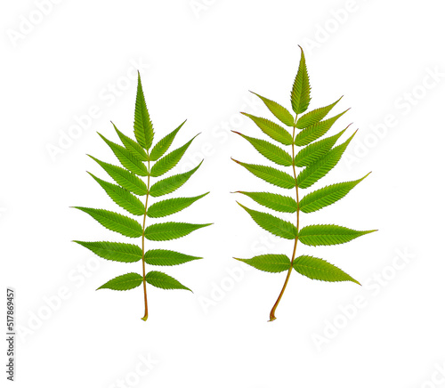Set of Leaves Isolated on White Background with Clipping Path