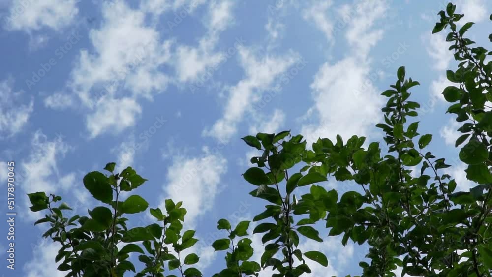 Green tree tops filmed against a blue and white sky. Slow motion nature footage