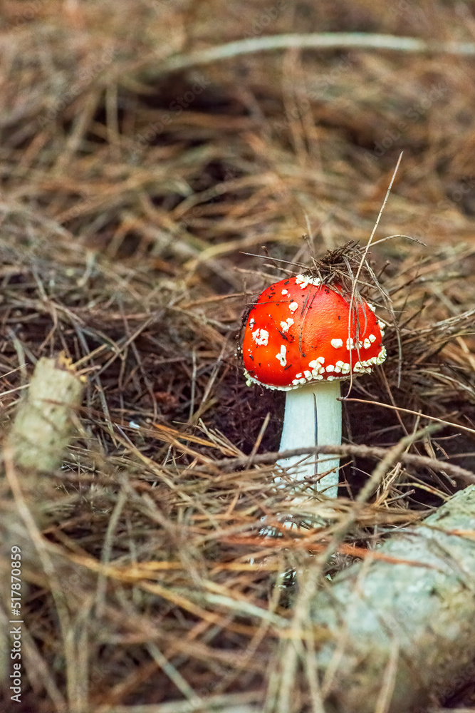 Amanita, fly agaric poisoned mushroom, natural background. Amanita, fly agaric poisoned mushroom, natural background.