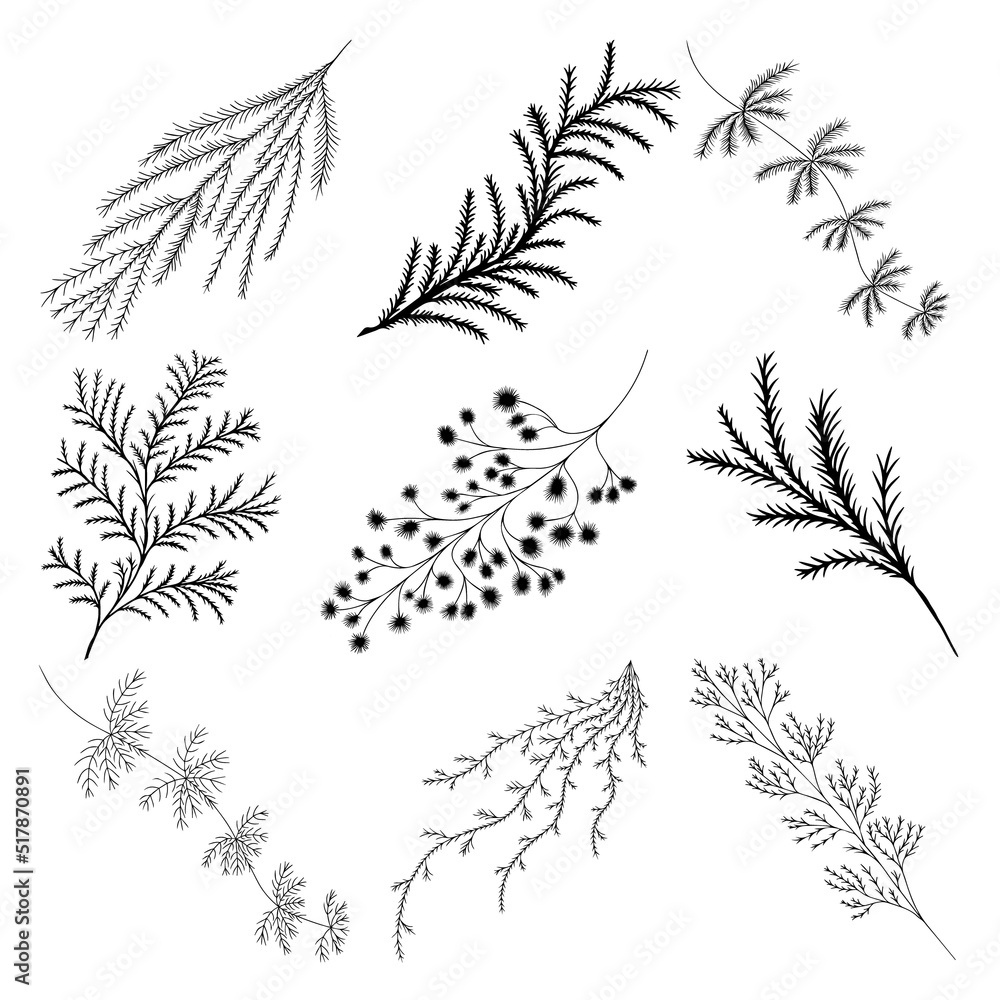Set of Branches of a tree with Pine Needles. Isolated black on white elements for design