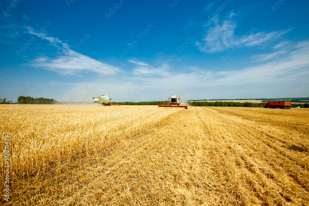 Fototapeta premium Golden wheat and rye field. Agriculture background